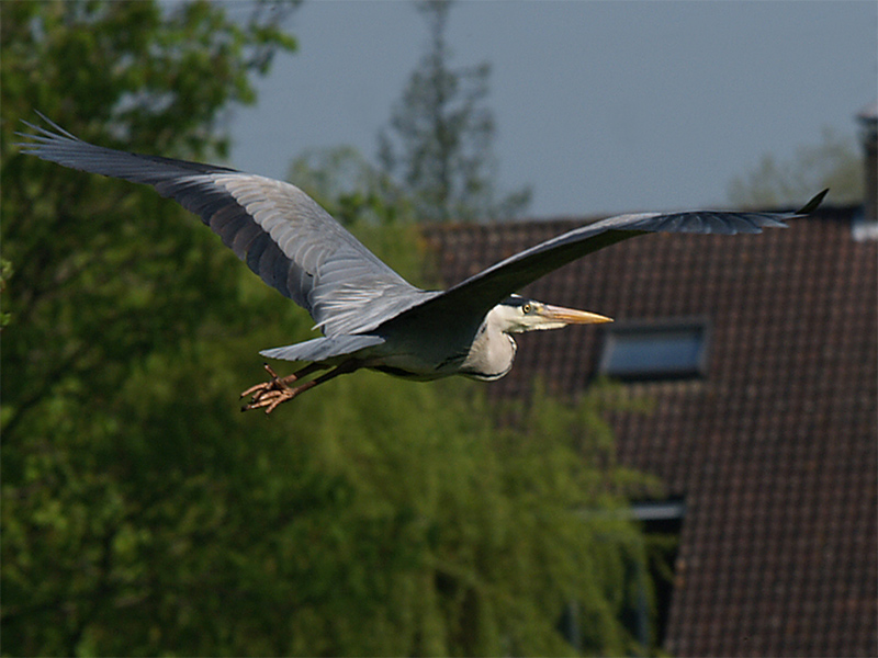 Soaring