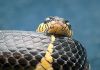 Snake by Fonzy -