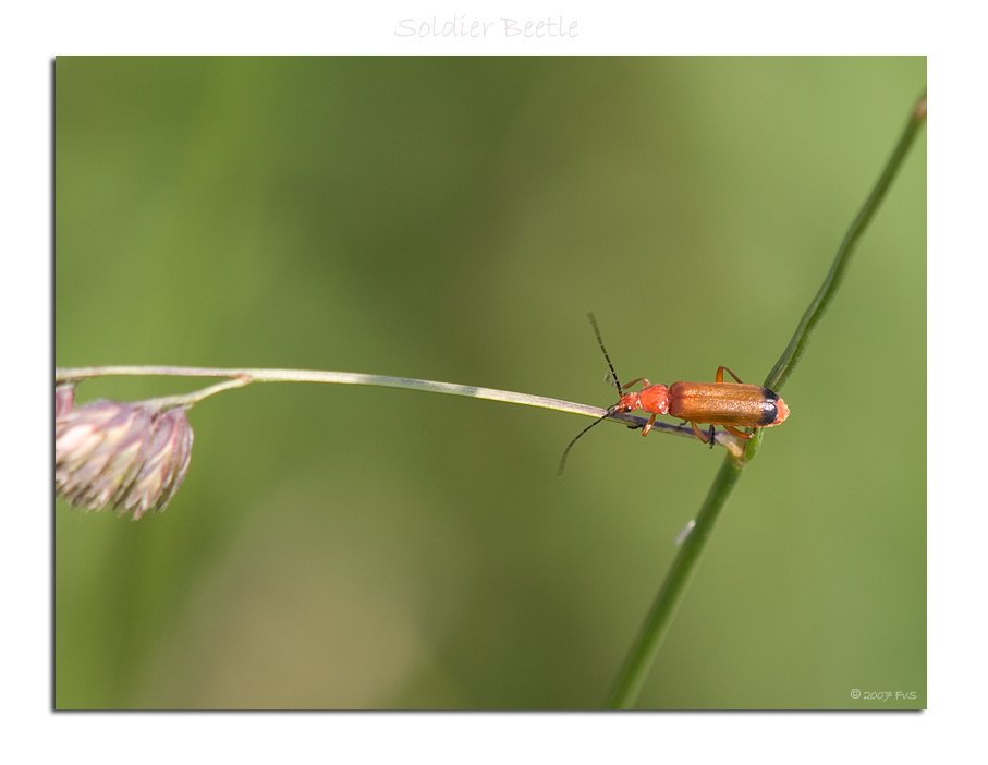 Soldier Beetle