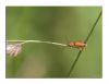 Soldier Beetle by Fonzy -