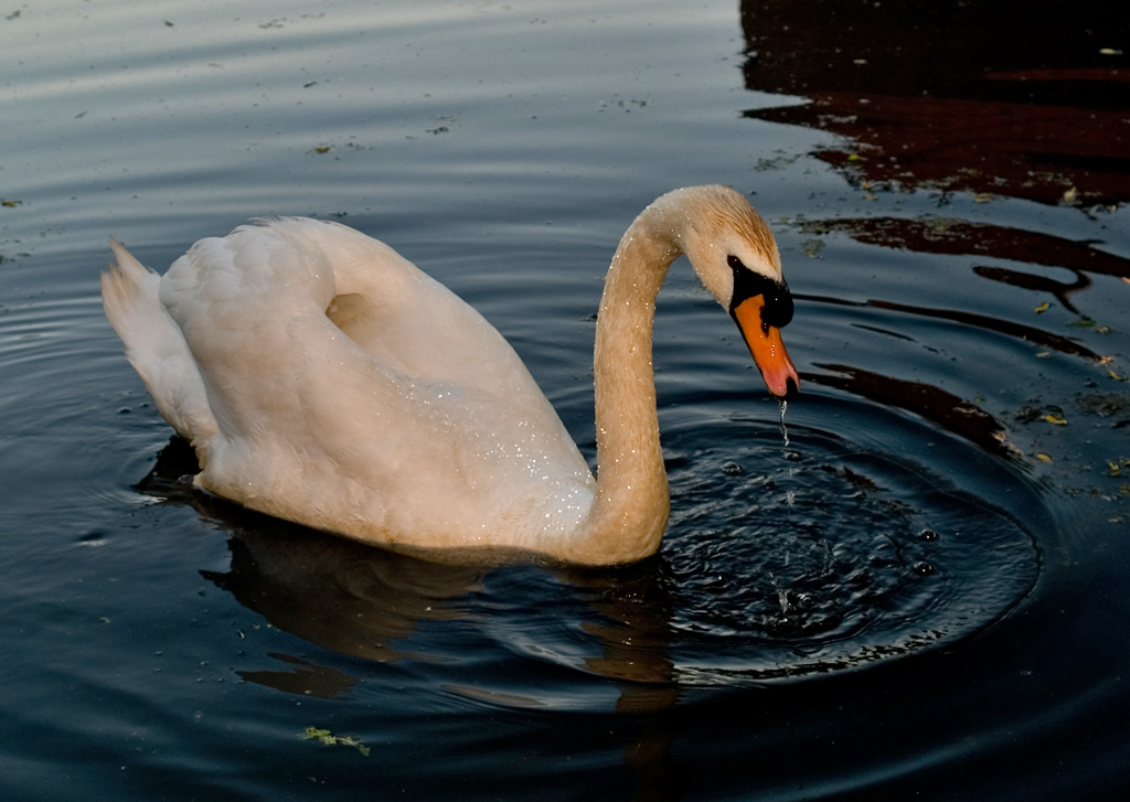 Swan alone again