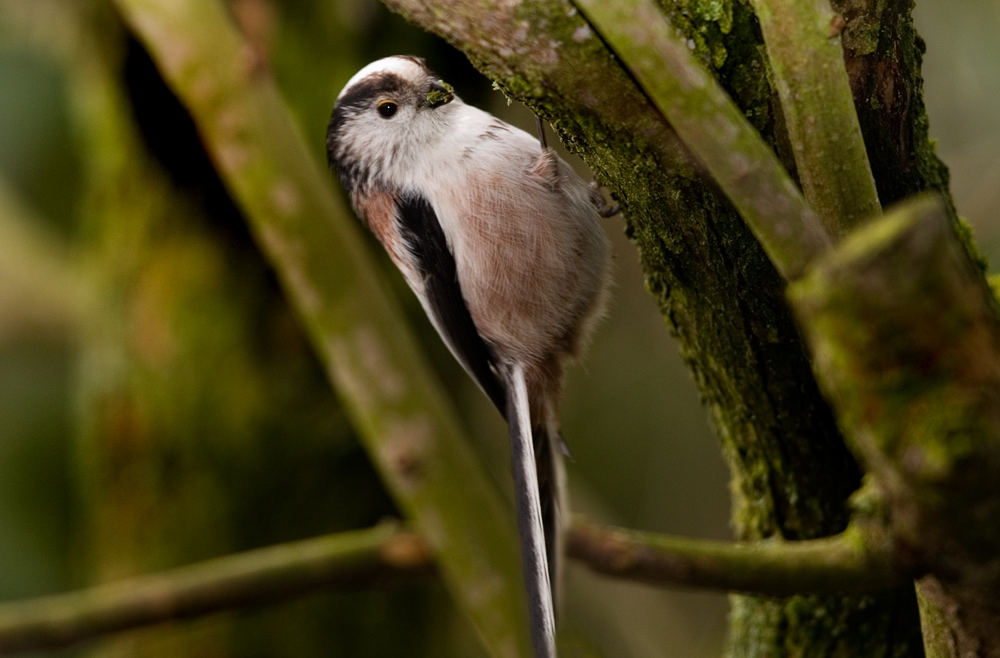 Long Tailed Tit (3)