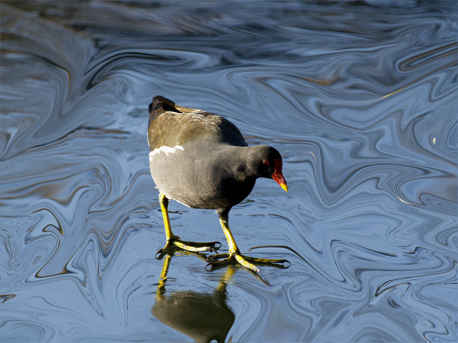 Moorhen on Ice (3)