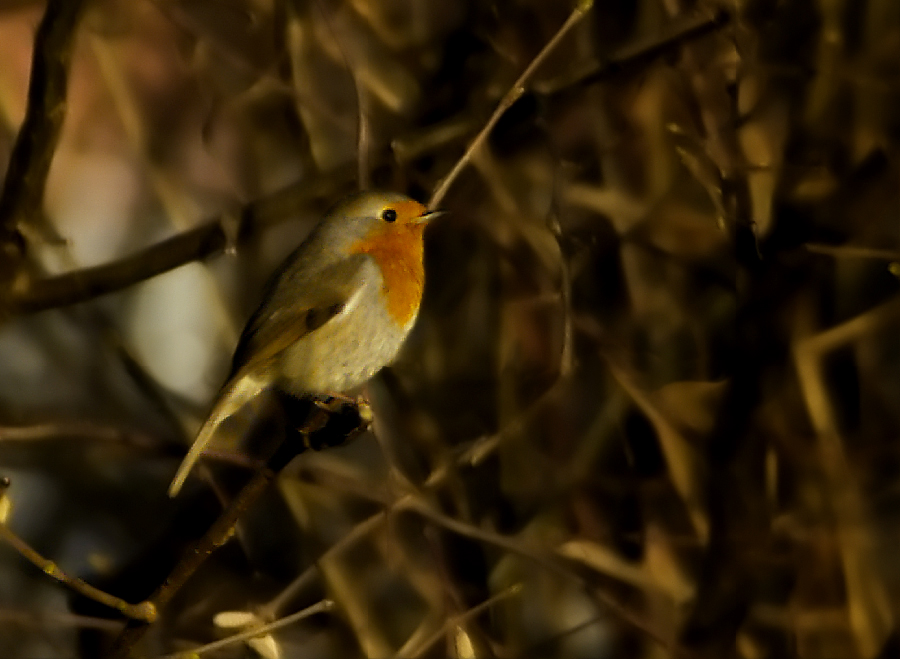 Red Robin in the Sunset(Revised)