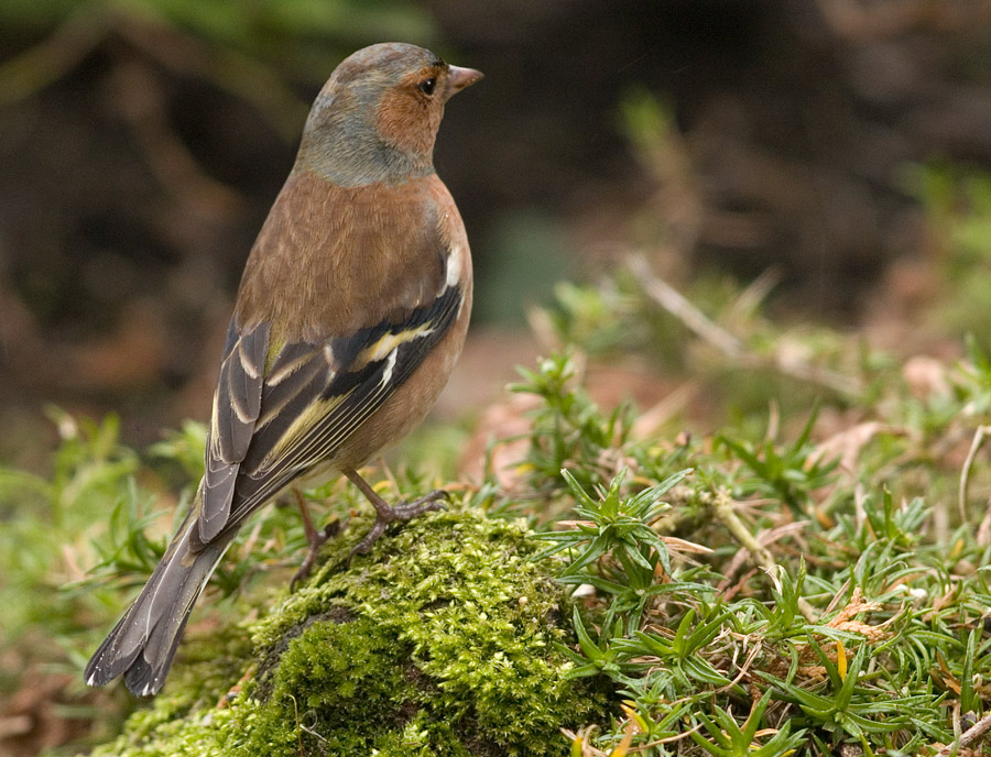 Chaffinch Revised
