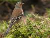 Chaffinch Revised by Fonzy -