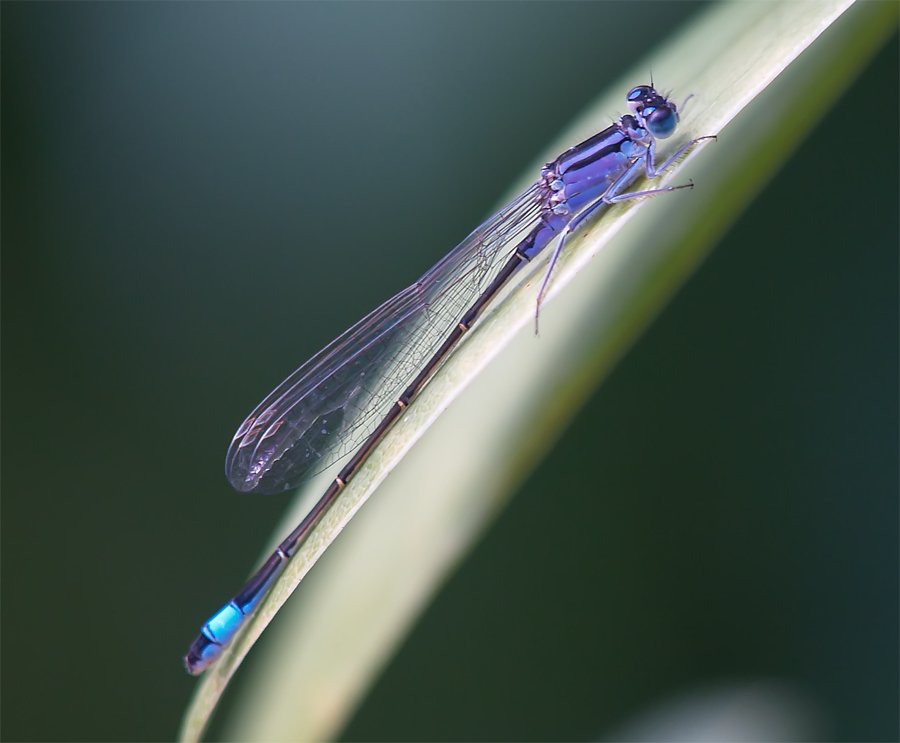 DamselFly in Blue