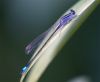DamselFly in Blue by Fonzy -