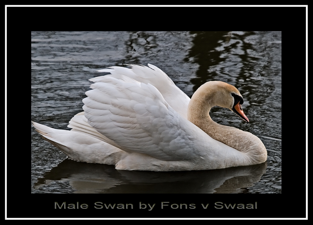 Swan (male)