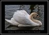 Swan (male) by Fonzy -