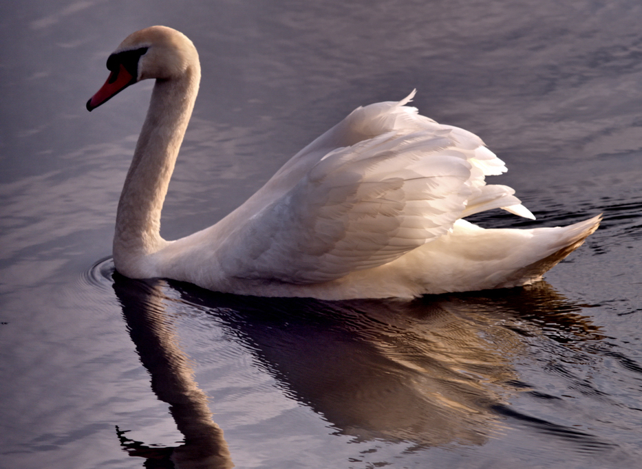 Swan in the sunset