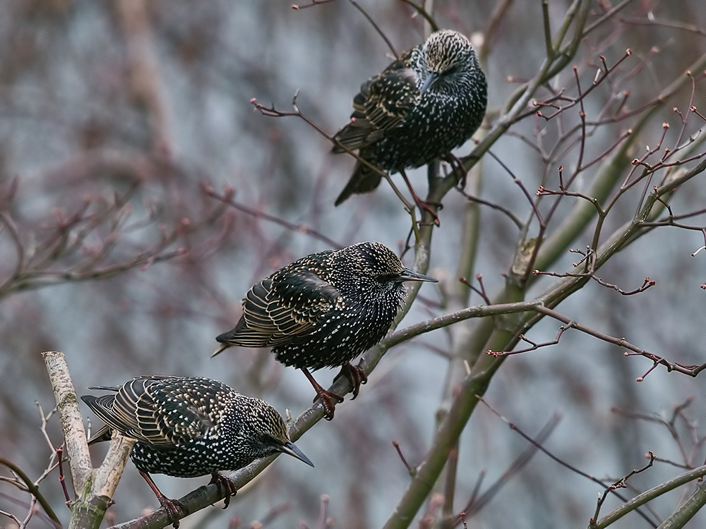 3 Starlings