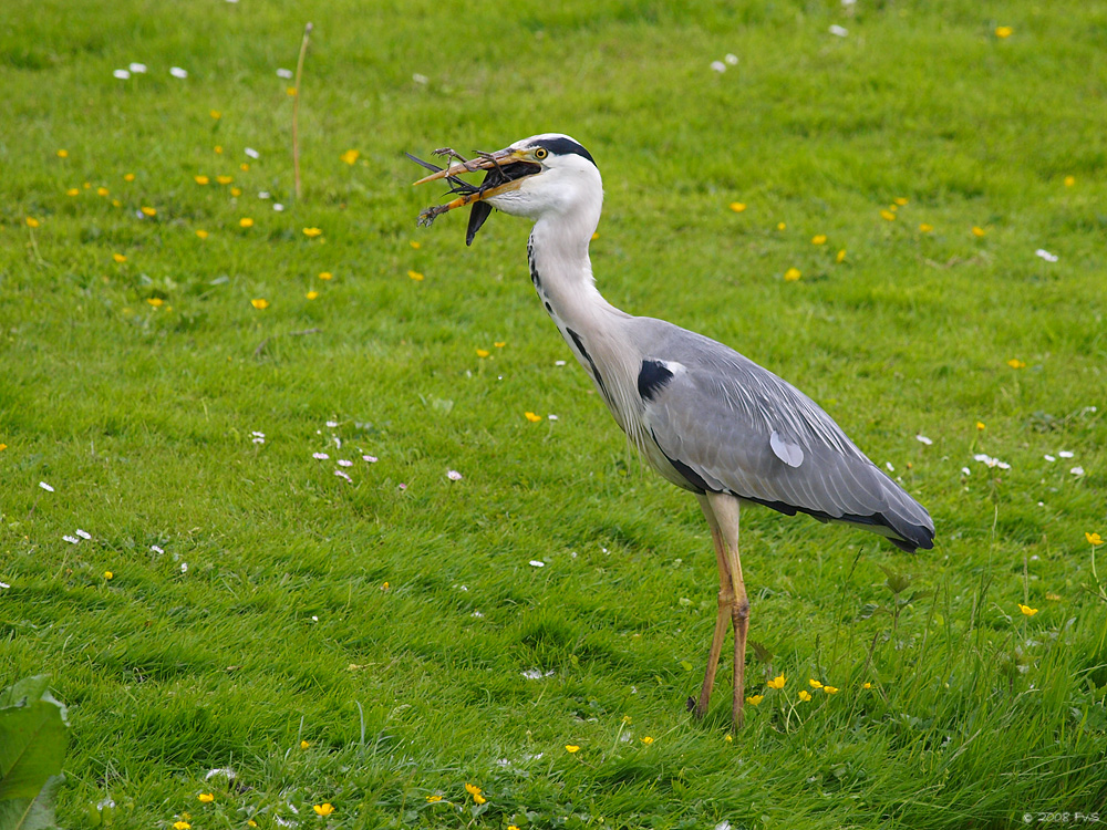 Grey Heron and catch
