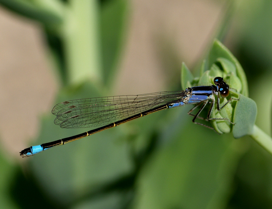 DamselFly on Flower