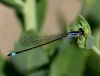 DamselFly on Flower by Fonzy -