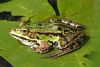 frog 3 by Fonzy -