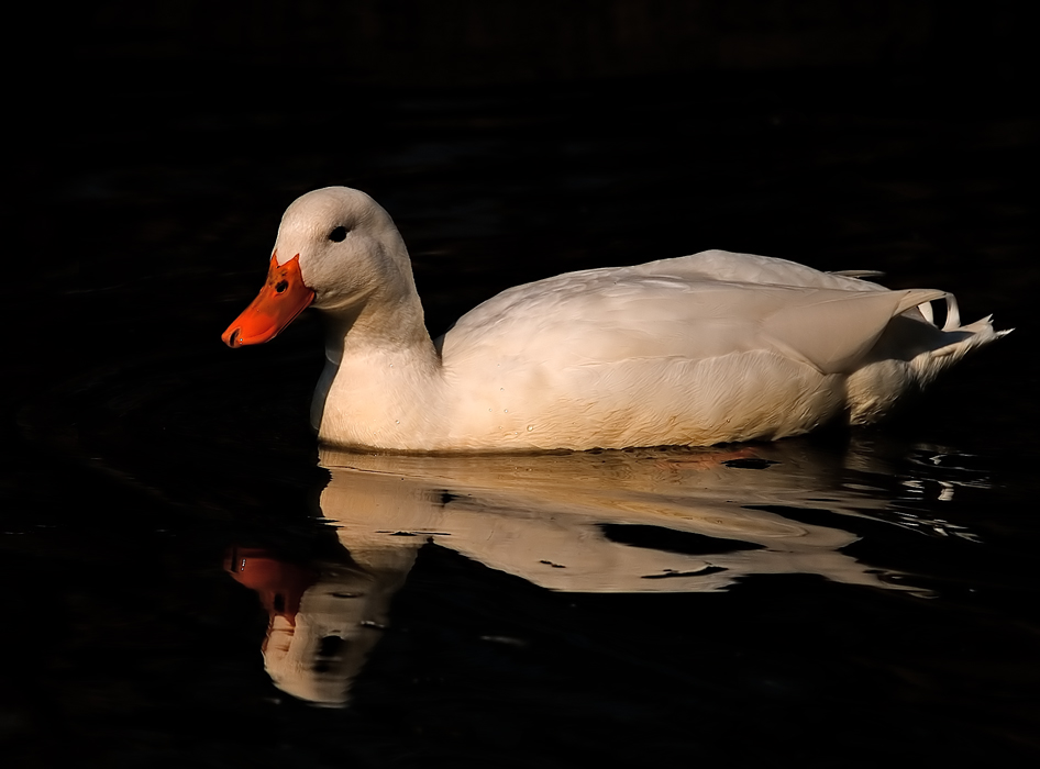 White Duck in Black water