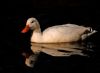 White Duck in Black water by Fonzy -