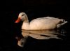 White Duck in Black water