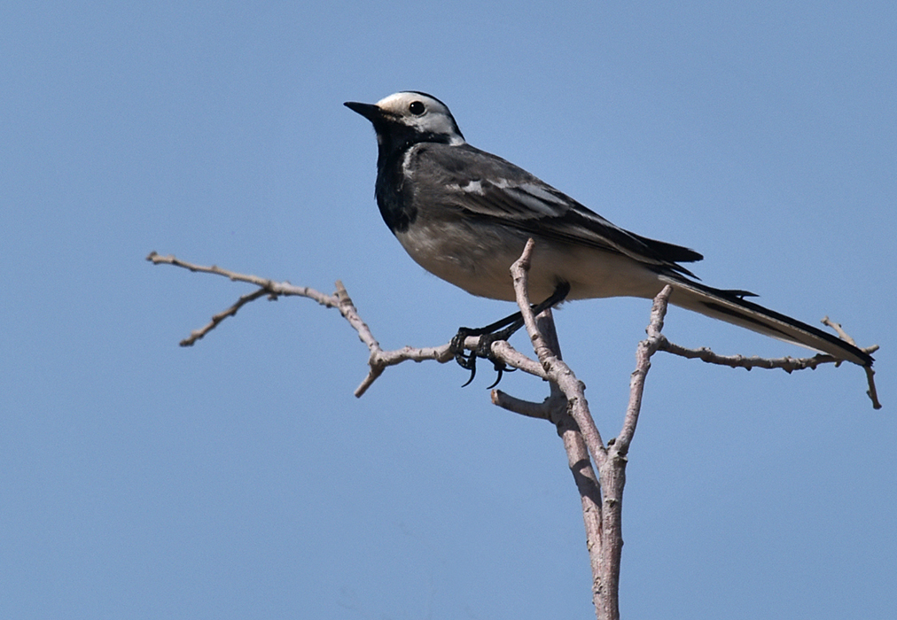 White Wagtail (Kwikstaartje)