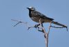 White Wagtail (Kwikstaartje) by Fonzy -