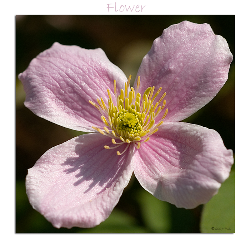 Colourful Flower
