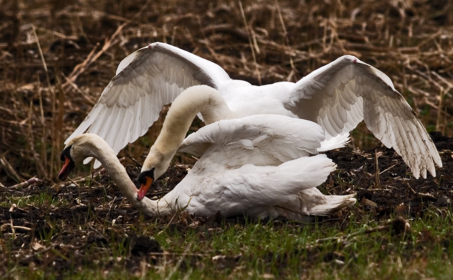 Fore play from a Swan(3)