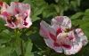 Nectar is good on this flower by Fonzy -