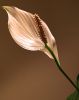 Flower by Fonzy -