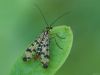 SCORPIONFLY by Fonzy -