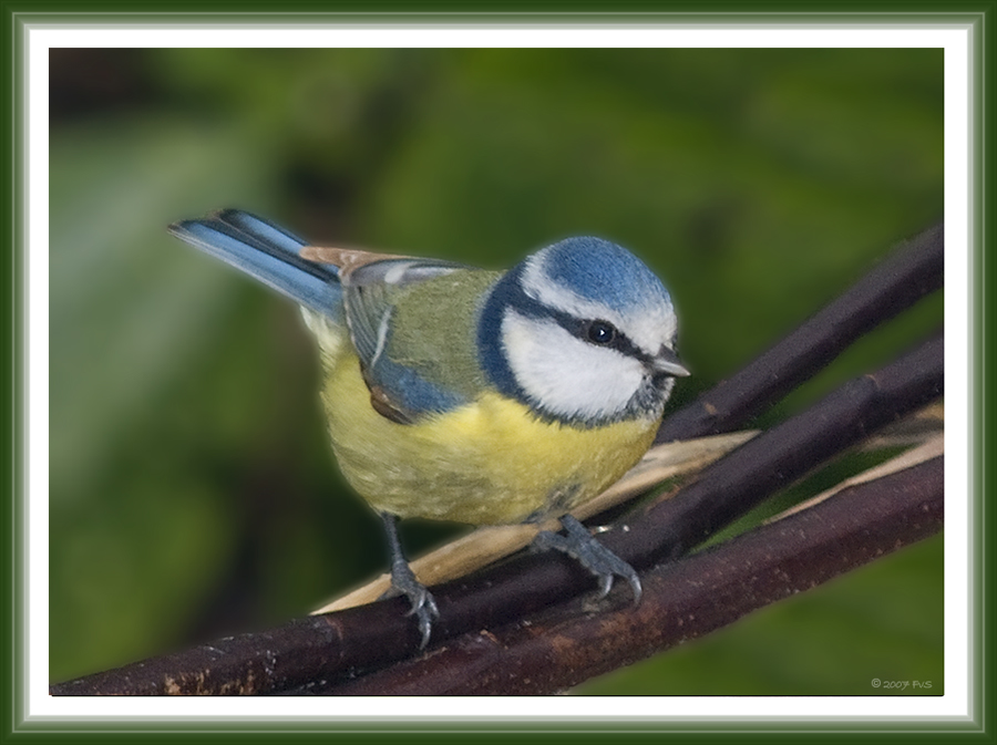 Blue tit (7)