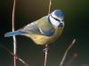 Blue Tit -01 by Fonzy -