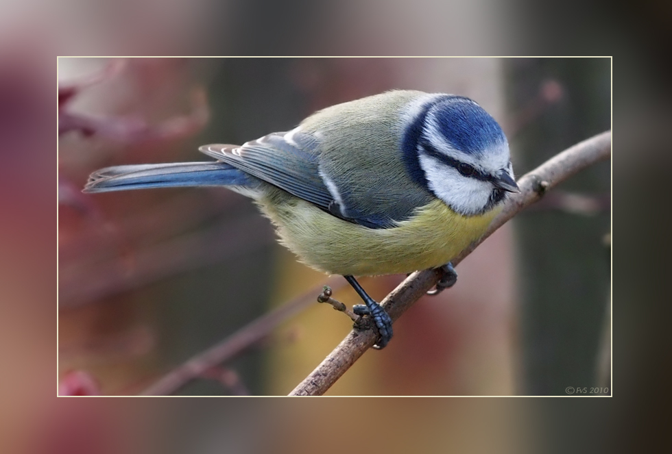 BLUE TIT (12)