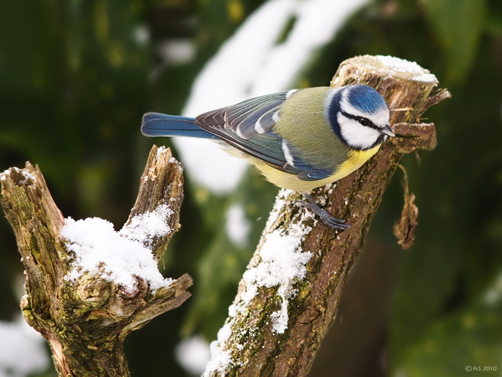 BLUE TIT (13)