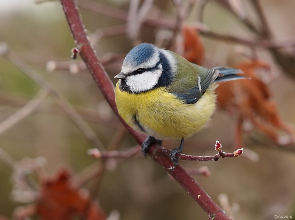 BLUE TIT (14)