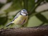 BLUE-TIT II by Fonzy -
