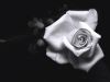 Solitary Rose by Fonzy -
