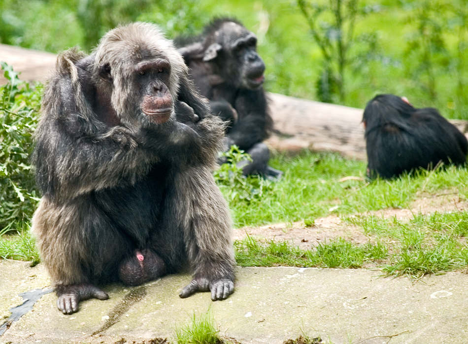 Bad Boy Chimp what did you do......?