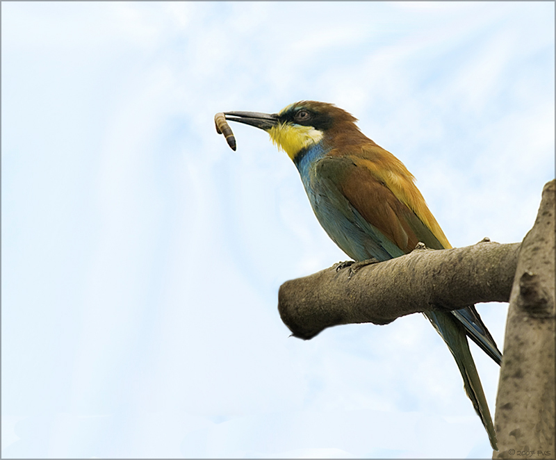 Bee-Eater