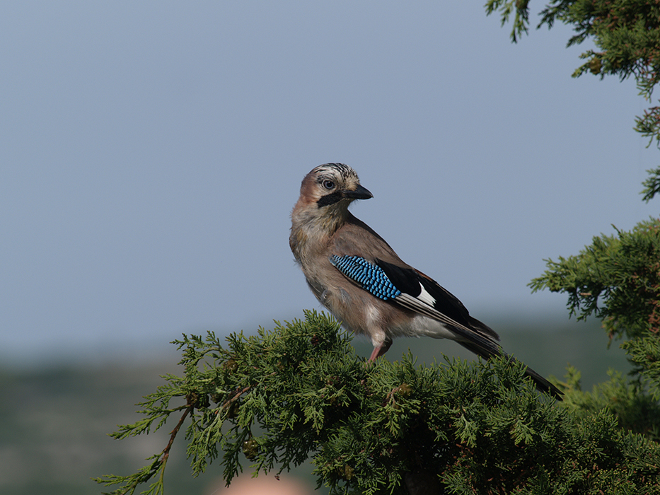 Eurasian Jay