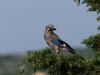 Eurasian Jay by Fonzy -