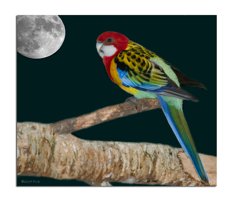 Colourful Bird