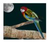 Colourful Bird by Fonzy -
