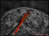 Sleeping as a Rock by Fonzy -