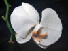 Orchid by Fonzy -
