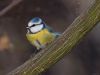 BLUE TIT (8) by Fonzy -