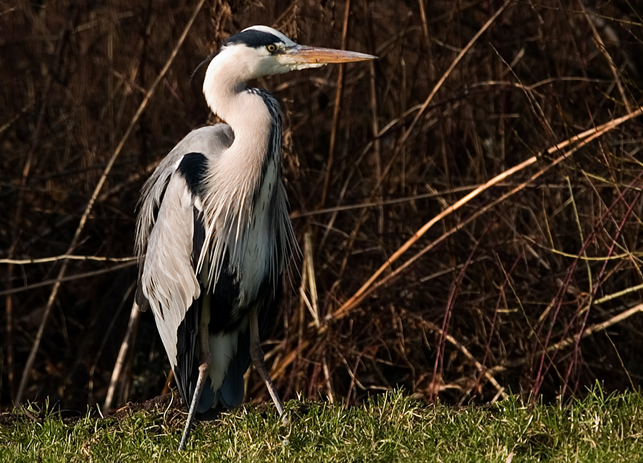 Grey Heron with X legs