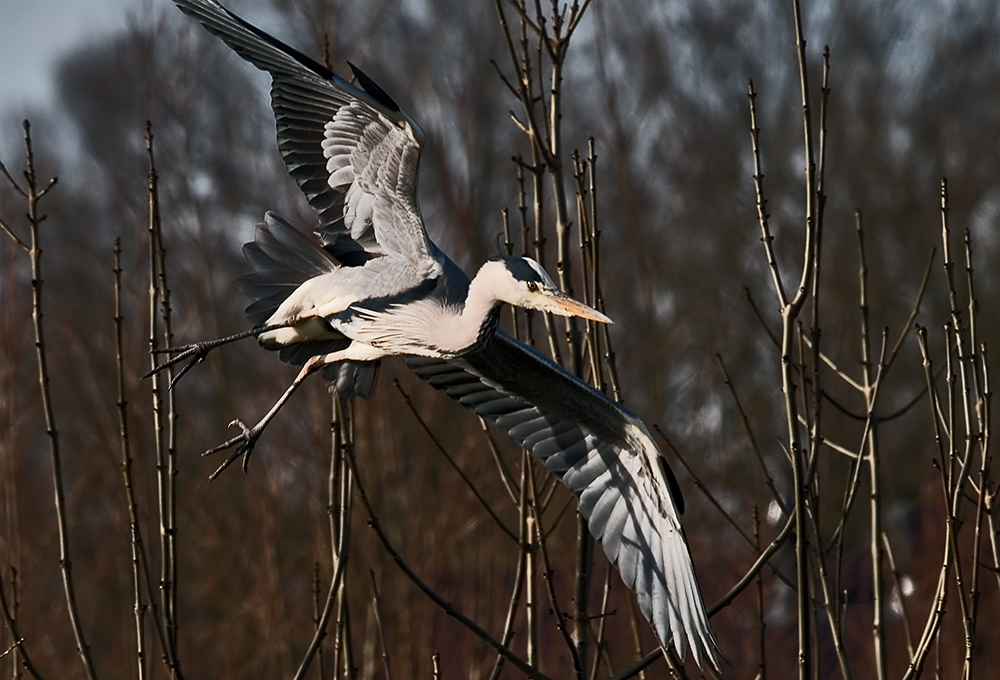 Grey Heron Landing