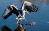 Grey Heron and his food by Fonzy -