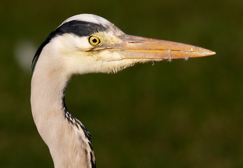 Grey Heron Portrait